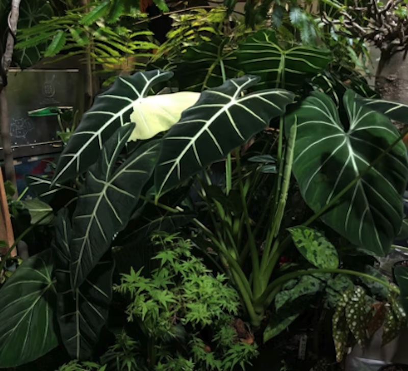 Anthurium Warocqueanum