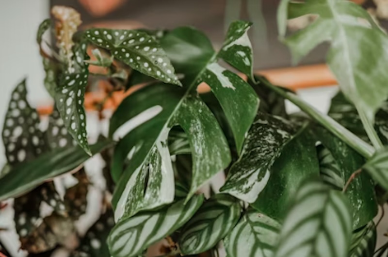 Monstera Albo Cutting