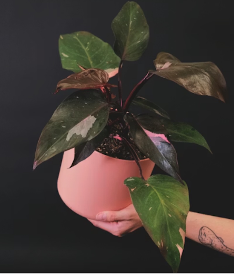 Philodendron Pink Princess