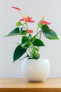 peace lilly