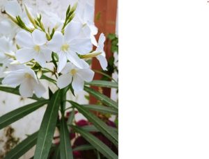 peace lilly